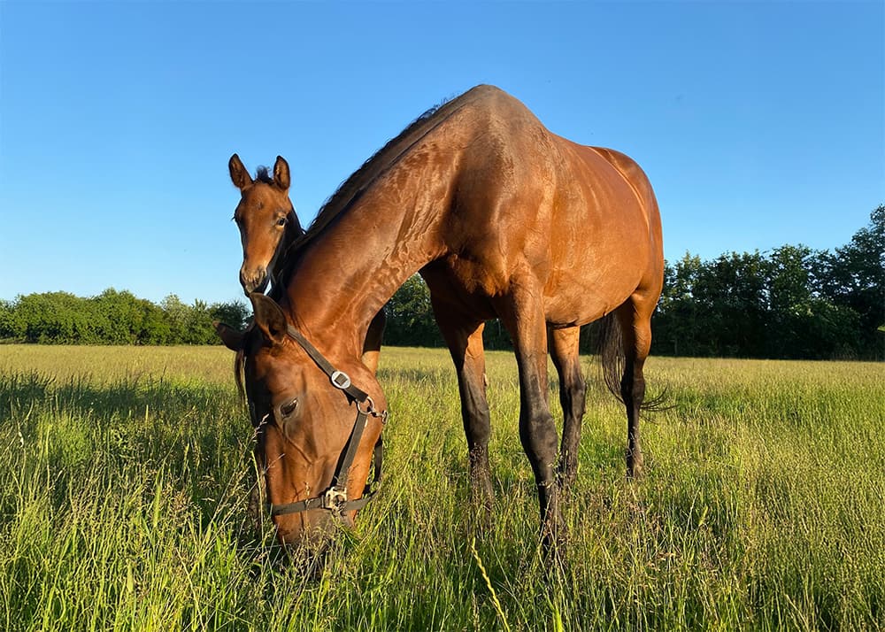 Aifa Ravnes‑Have – Danish Warmblood mare standing with foal behind her