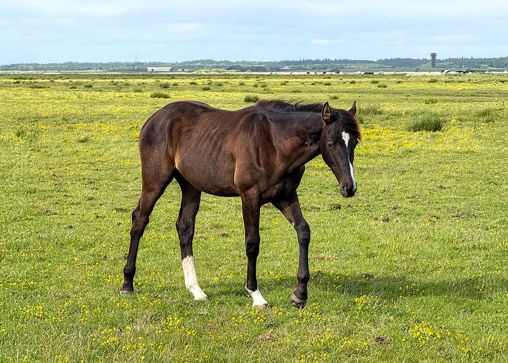Chador – full body stallion by Cador x Chacco‑Blue (2024)