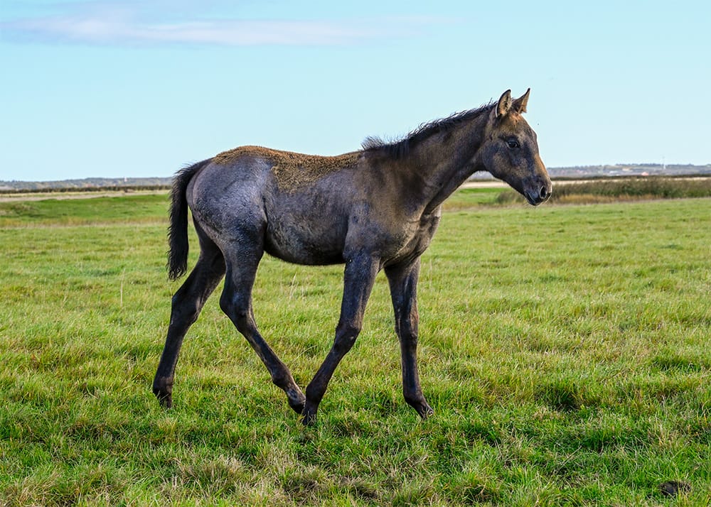 Chalouna N – full body filly by Chaloubino x Kannan (2025)