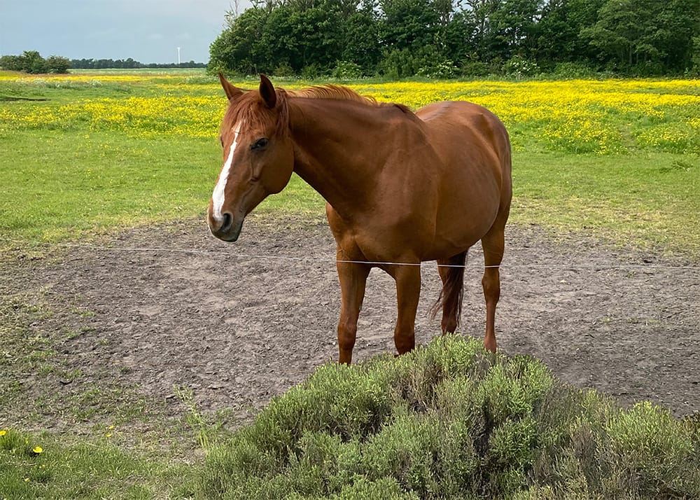 Chawoga – full body Hannoveranian mare by Chacco‑Blue x Grannus (2011)
