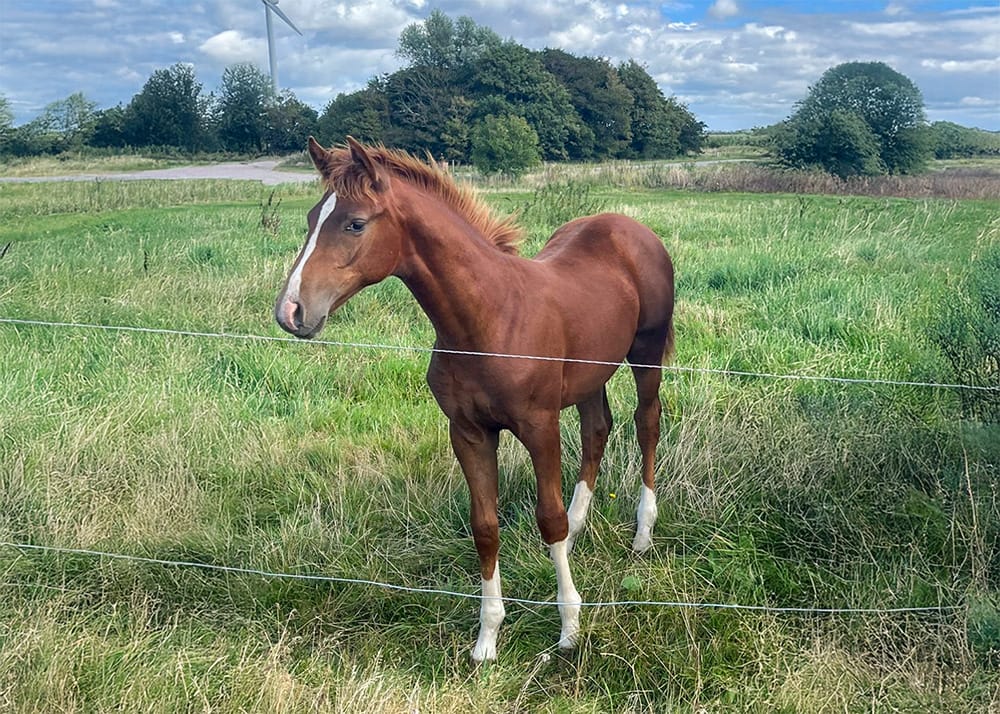 Dialino N – full body front view colt by Diablue x Chacco‑Lido (2025)