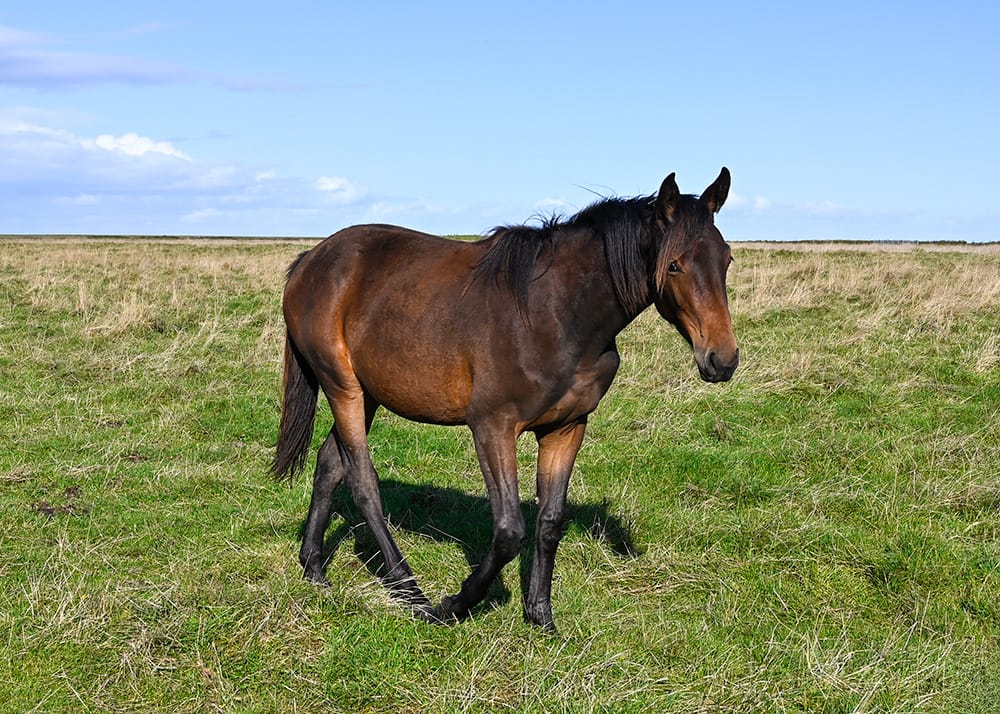 Dialover Z – full body filly by Diamant de Plaisir (2024)