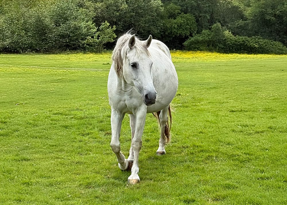 Morgana J&F – full body BWP mare by Kannan x Carolus (2012)