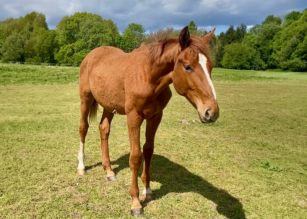 Chacfleur N 2025 Danish Warmblood colt – full body photo