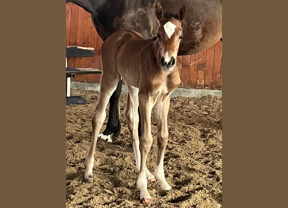 Chalvara N newborn Danish Warmblood filly – full body photo