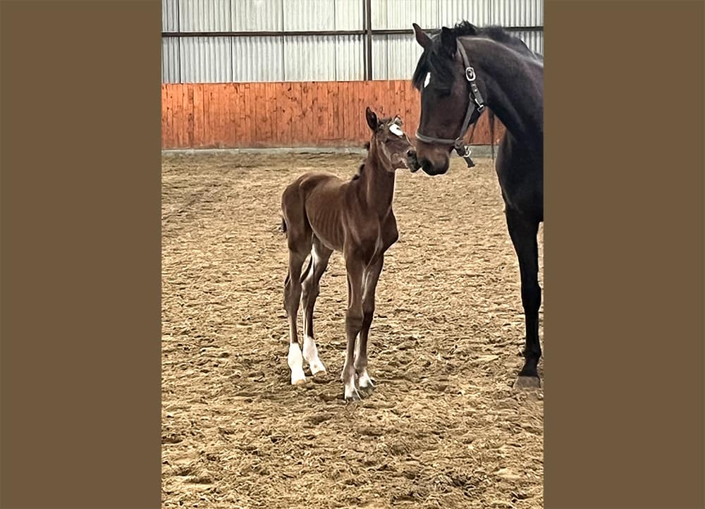 Dialina N newborn filly standing with dam – full body photo