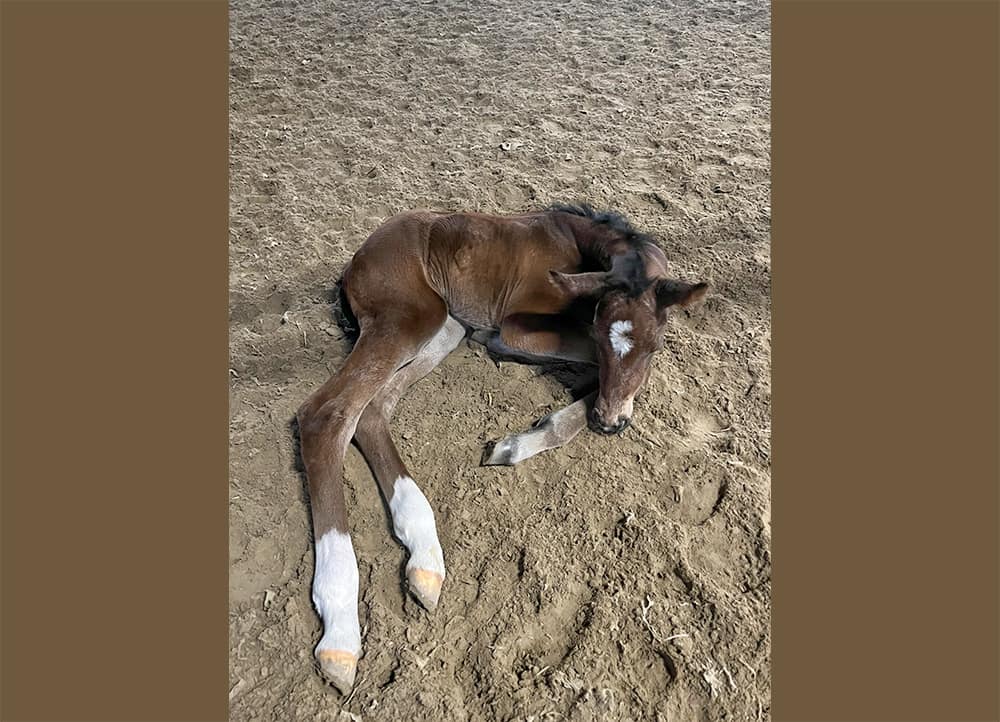 Dialina N newborn Danish Warmblood filly lying down – full body photo