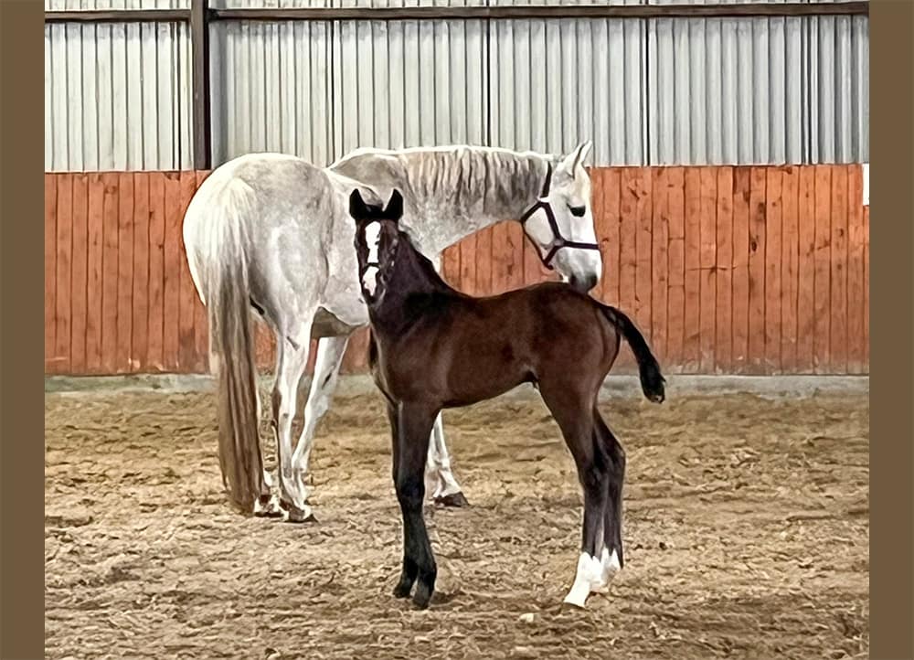 Calestra N 2026 Danish Warmblood filly standing with dam – full body photo