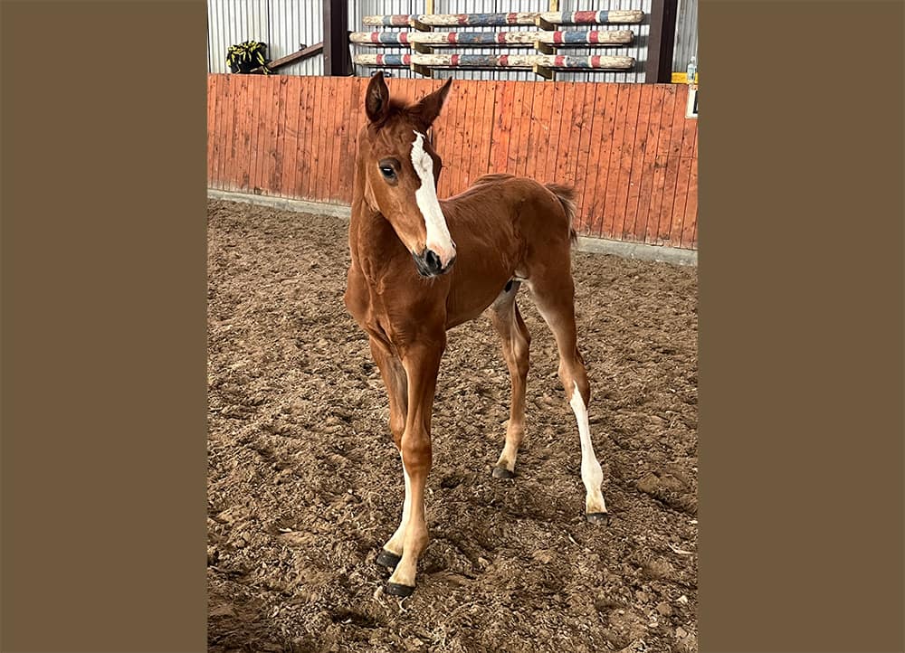 Caloubet N 2026 Danish Warmblood colt – full body photo