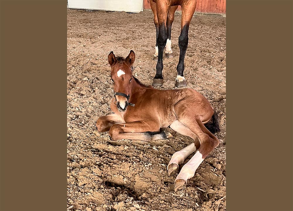 Diasino N 2026 Danish Warmblood colt lying down – full body photo