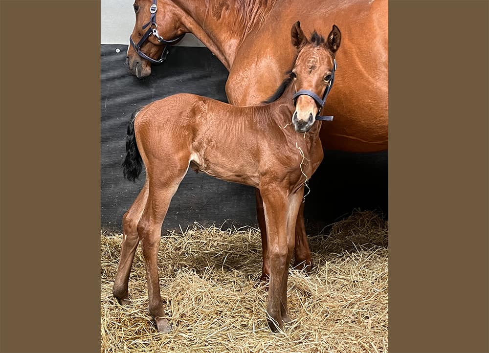 Calestria N 2026 Danish Warmblood filly standing with dam – full body photo