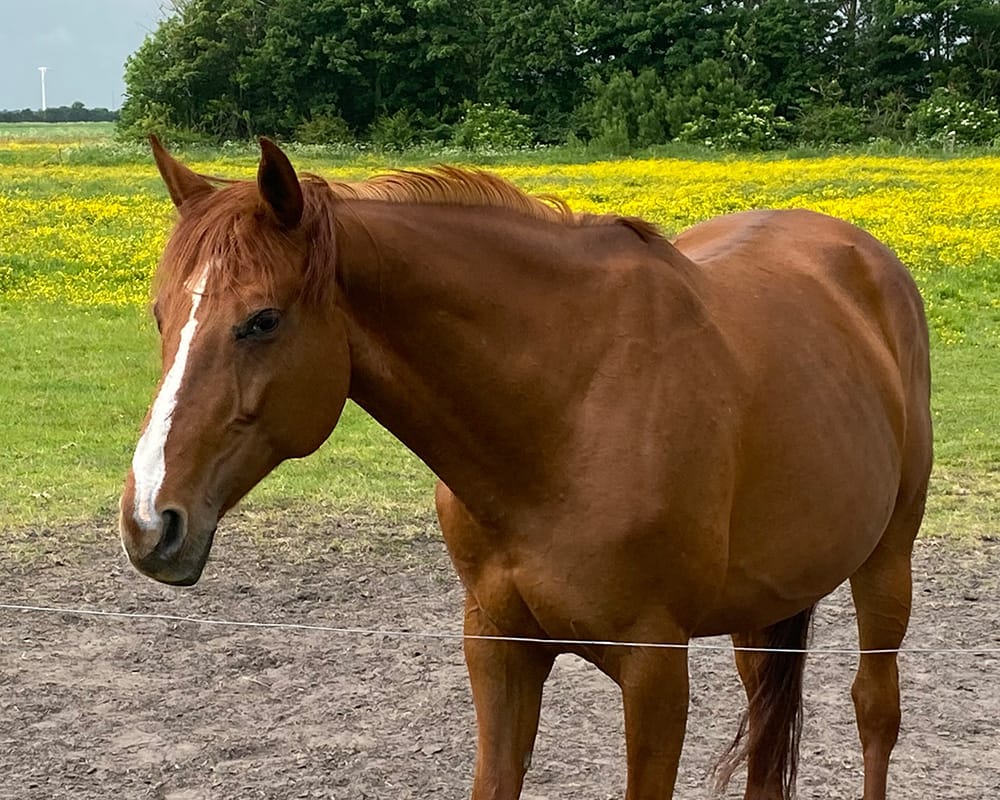 Chawoga – close‑up full body Hannoveranian mare by Chacco‑Blue x Grannus (2011)