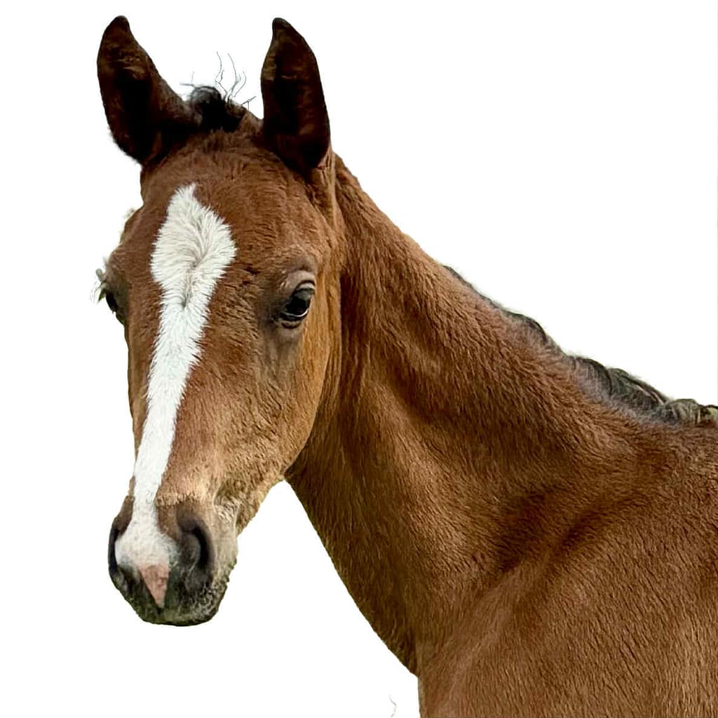Conkano N – headshot colt by Conkanno x Carrico (2025)