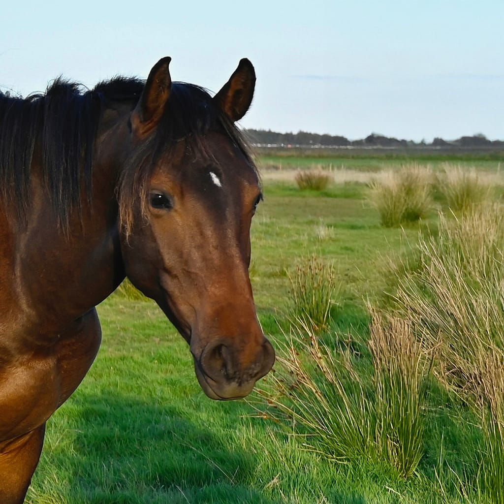 Contalido – headshot stallion by Continental Blue x Chacco‑Lido (2024)