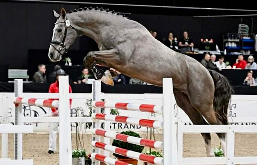 Chelsea ERDH – Holsteiner mare by Cormint x Corrado I (2013) free jumping