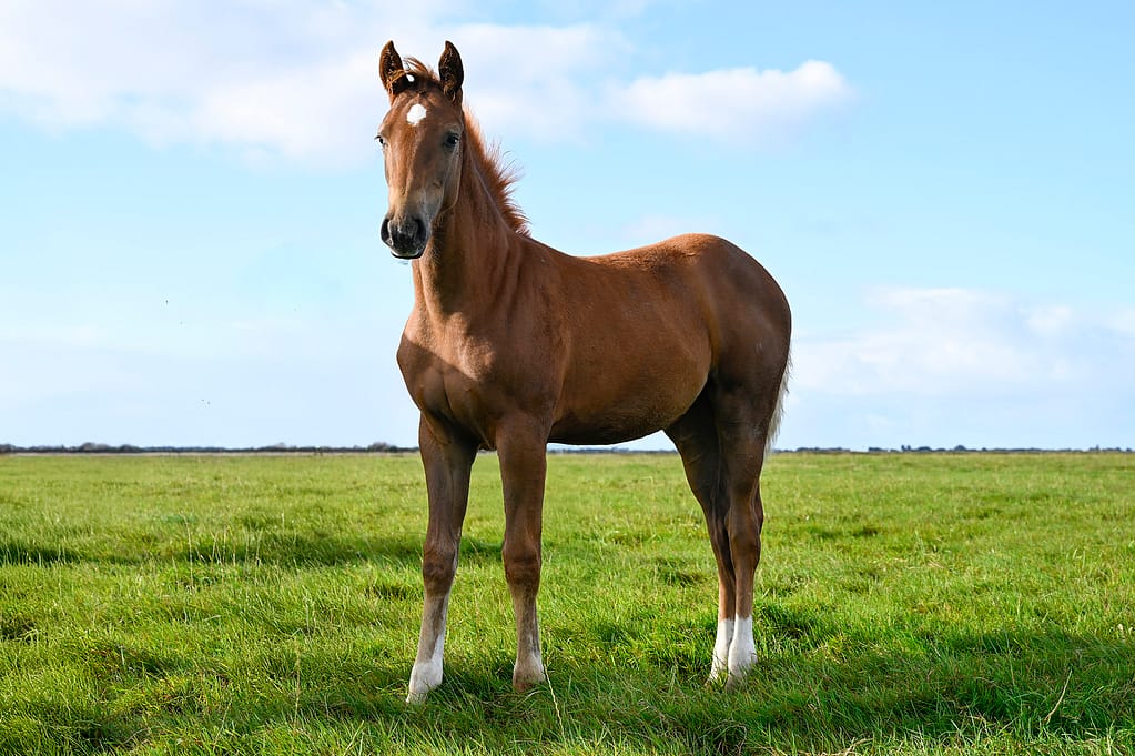 Diasina N – 2025 filly by Diablue/Caressini/Silvio – full body