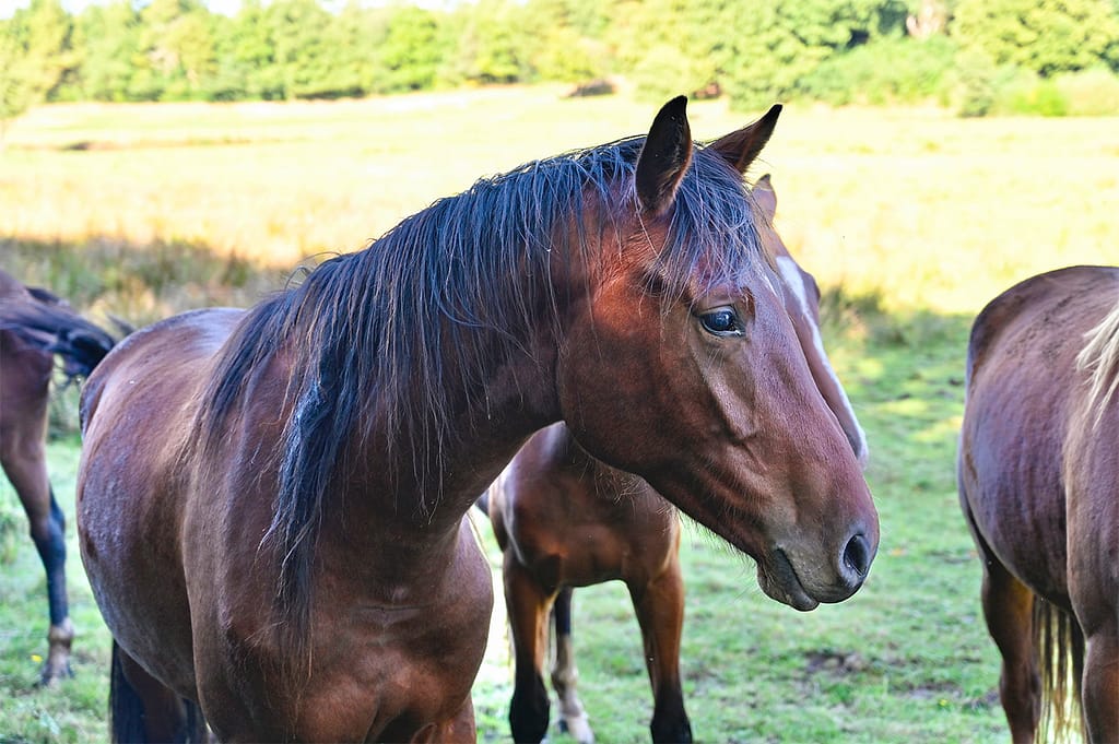 Megana – headshot mare by Meganus x Chacco‑Lido (2023)