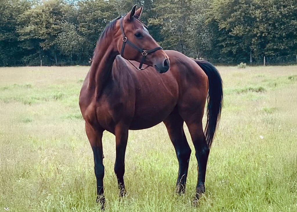 Aifa Ravnes‑Have – full body Danish Warmblood mare by Favorit Ask x A‑Dur (2011)