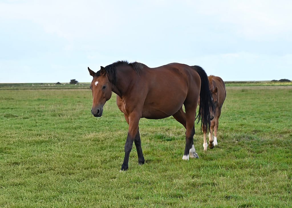 Careslivia – full body Danish Warmblood mare by Caressini x Silvio (2012)