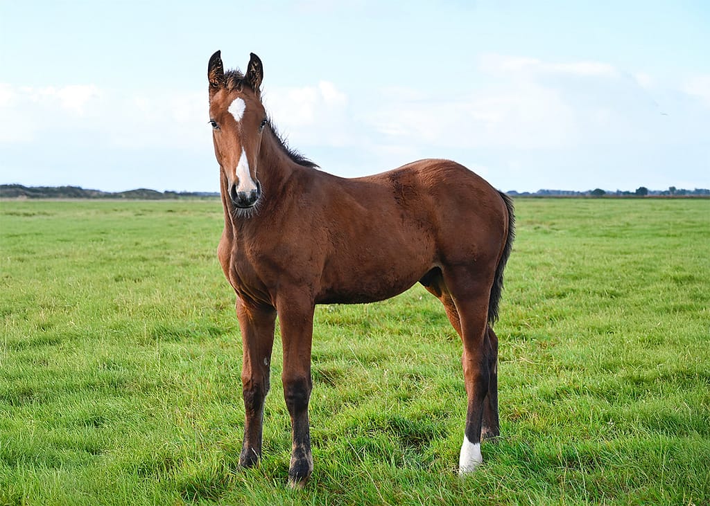 Casallo N – full body colt by Casallco x Chacco‑Blue (2025)