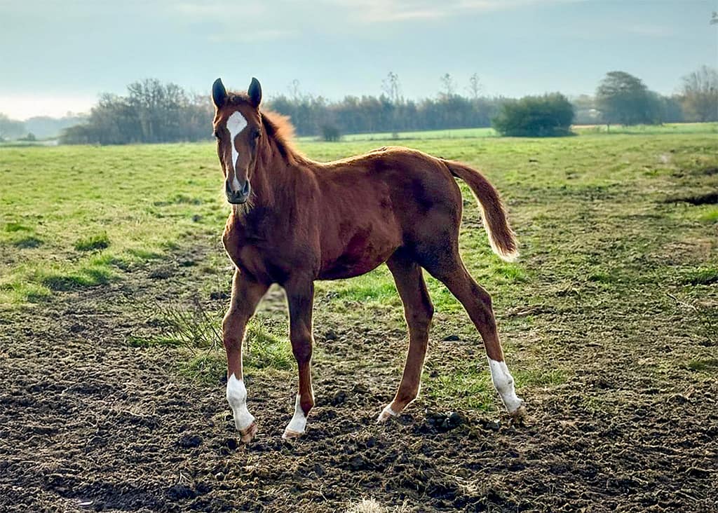 Chablina – full body filly by Chaccothage Blue x Kannan (2024) – image 2