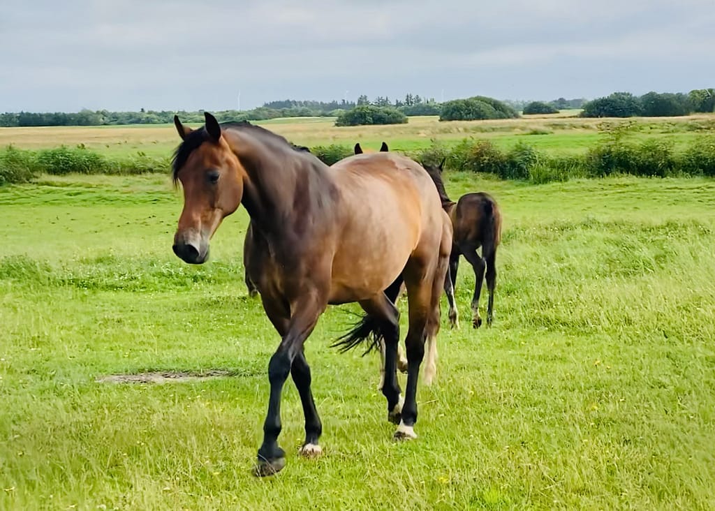 Conthalvara – full body Oldenburger mare by Conthargos x Calvaro (2012)