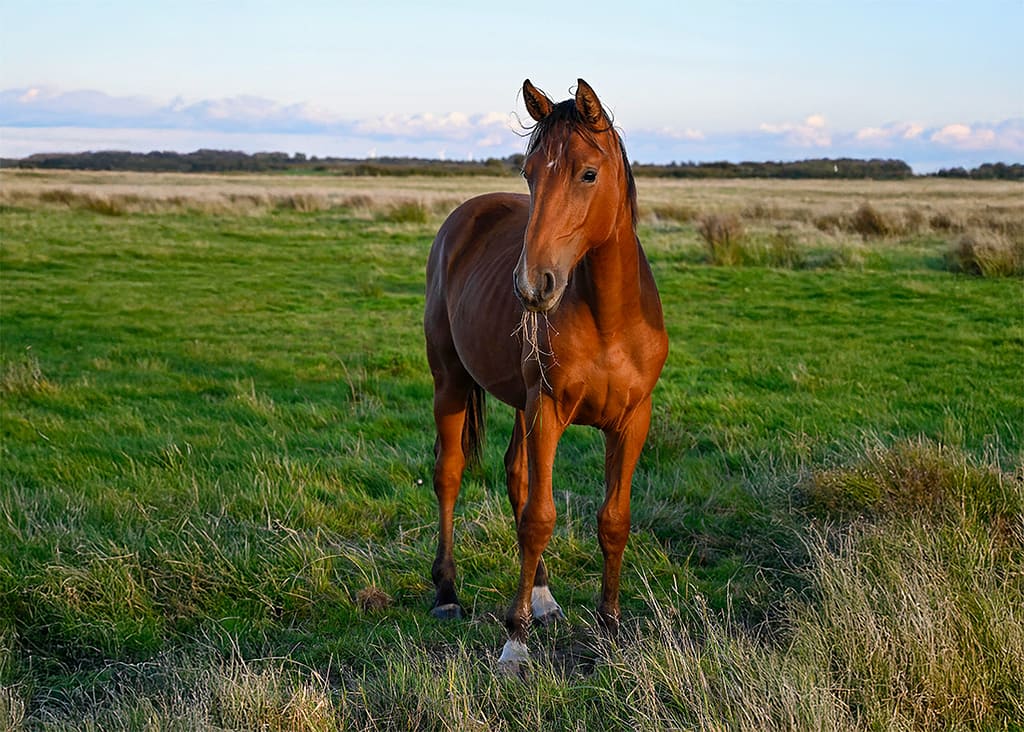 Diarino – full body stallion by Diablue x Favorit Ask (2024)