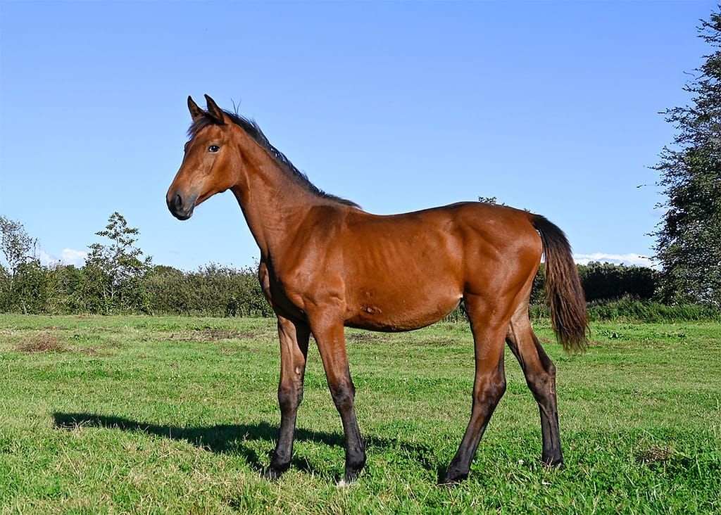 Chabina N – full body filly by Chaloubino x Canabis Z (2025)