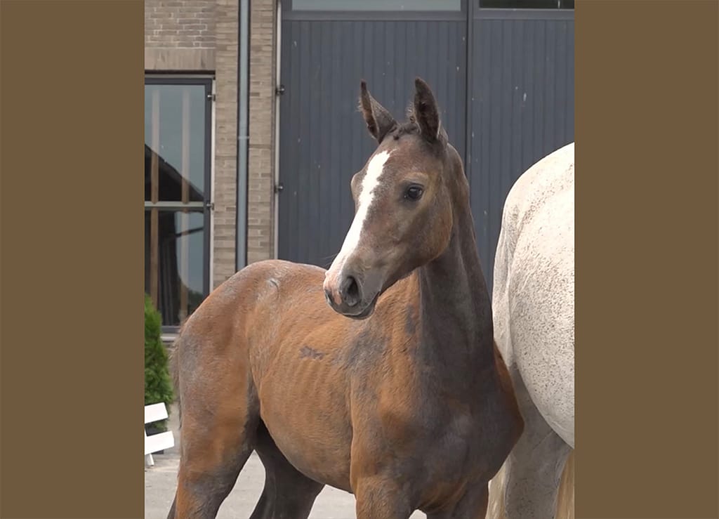 Close-up of Calestra N, Danish Warmblood filly by Casallco PS