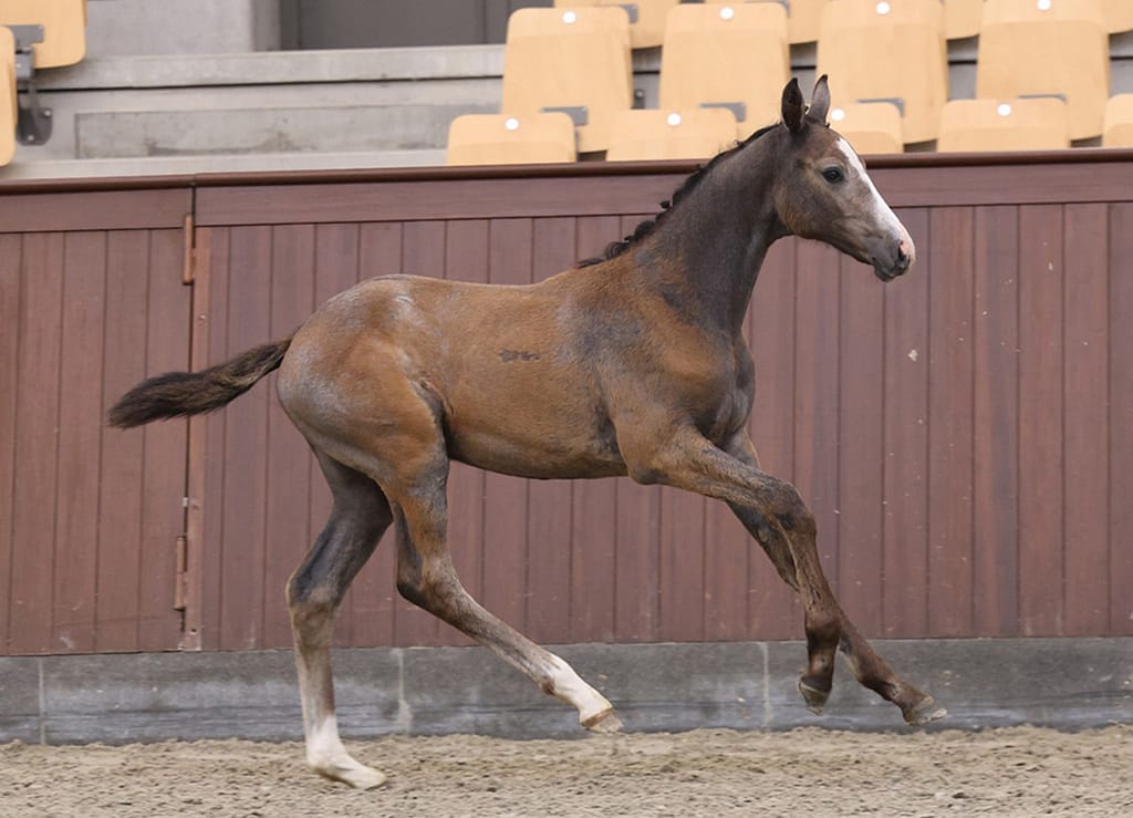 Calestra N, Danish Warmblood filly by Casallco PS