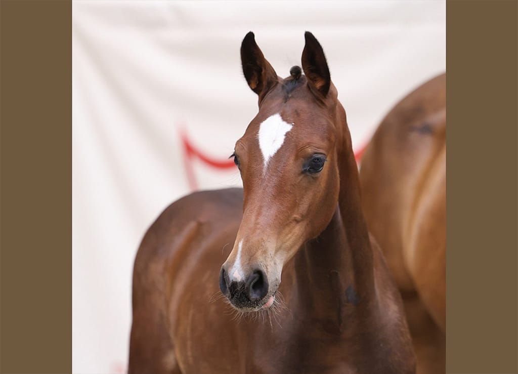 Close-up of Chalvara N, Danish Warmblood filly by Chacfly PS