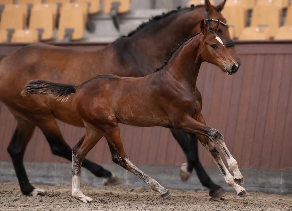 Chalvara N, Danish Warmblood filly, running with her dam Conthalvara PS