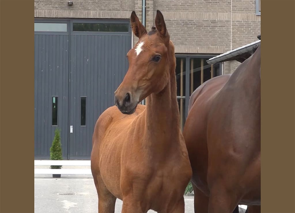 Close-up of Dialina N, Danish Warmblood filly by Diablue PS