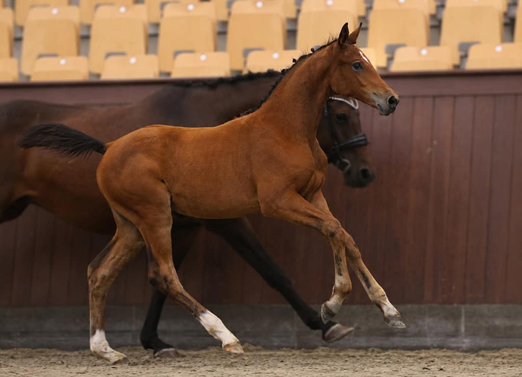 Dialina N, Danish Warmblood filly by Diablue PS