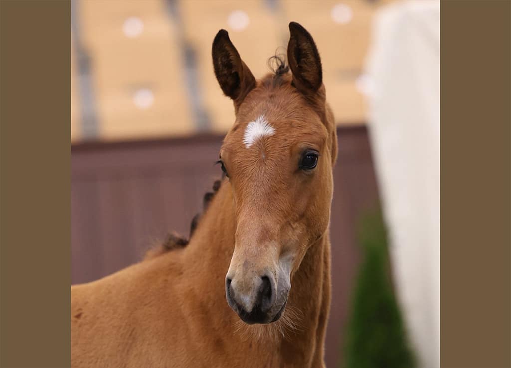 Close-up of Diasino N, Danish Warmblood colt by Diablue PS