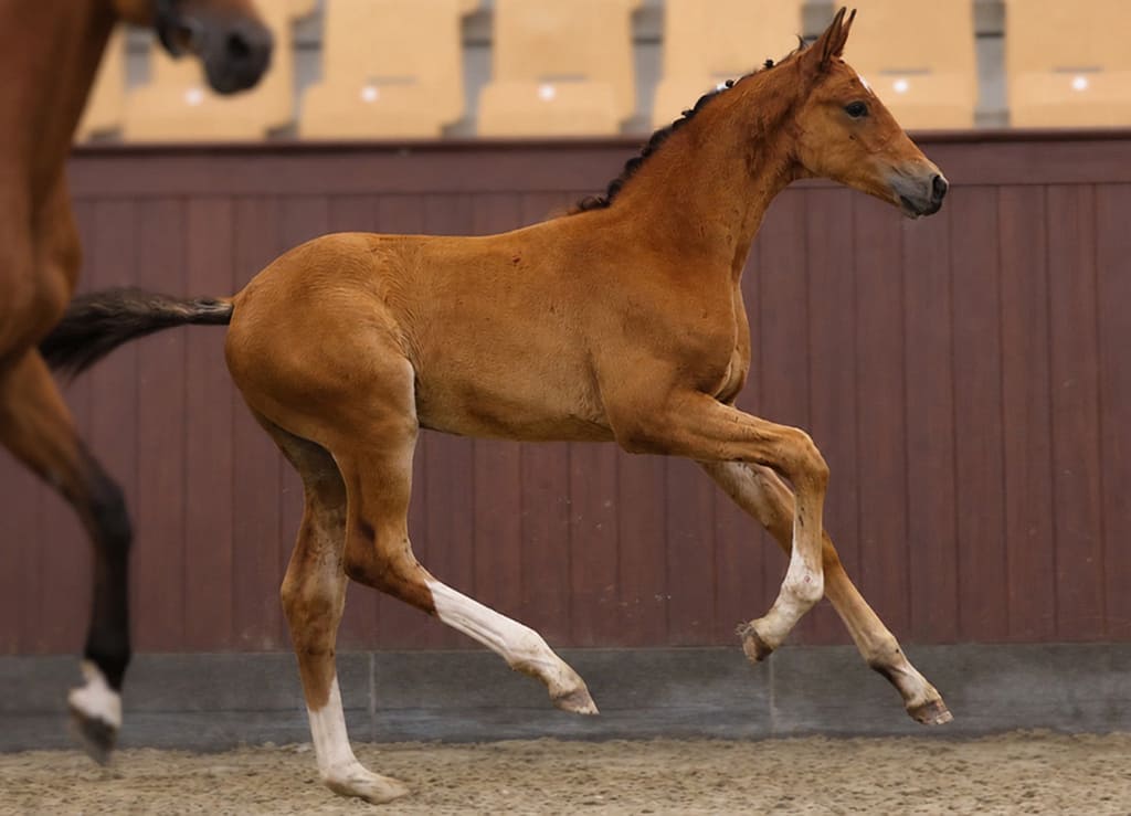 Diasino N, Danish Warmblood colt by Diablue PS