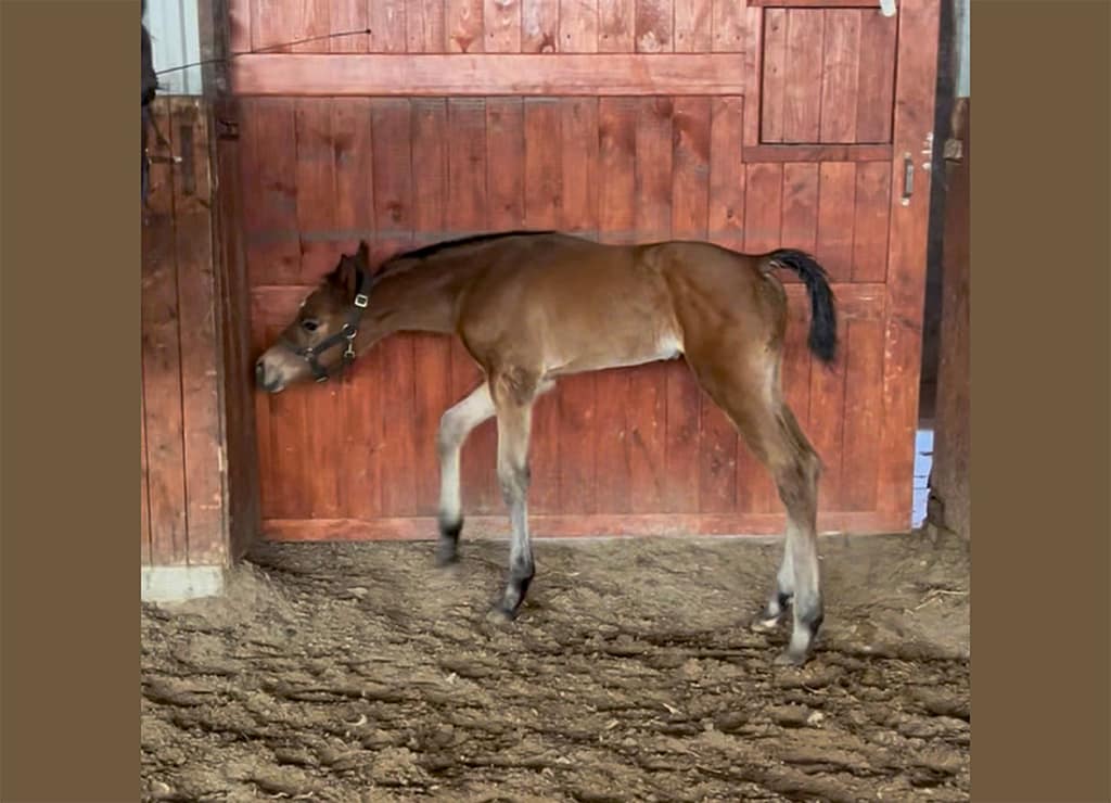 Oriana Blu N 2026 Danish Warmblood filly – full body photo