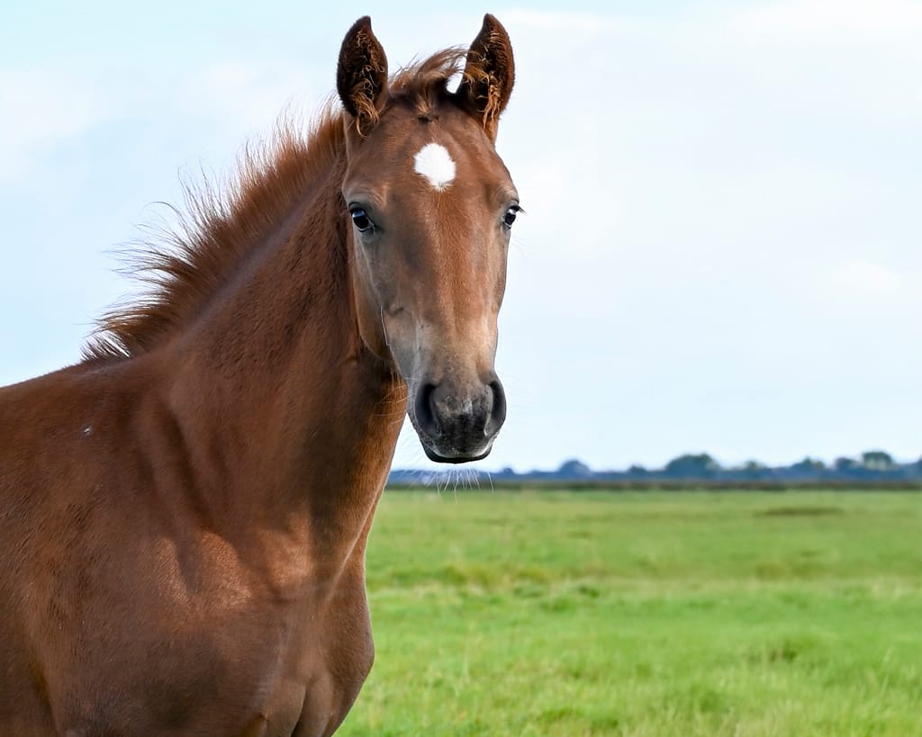 Diasina N – 2025 filly by Diablue/Caressini/Silvio – headshot
