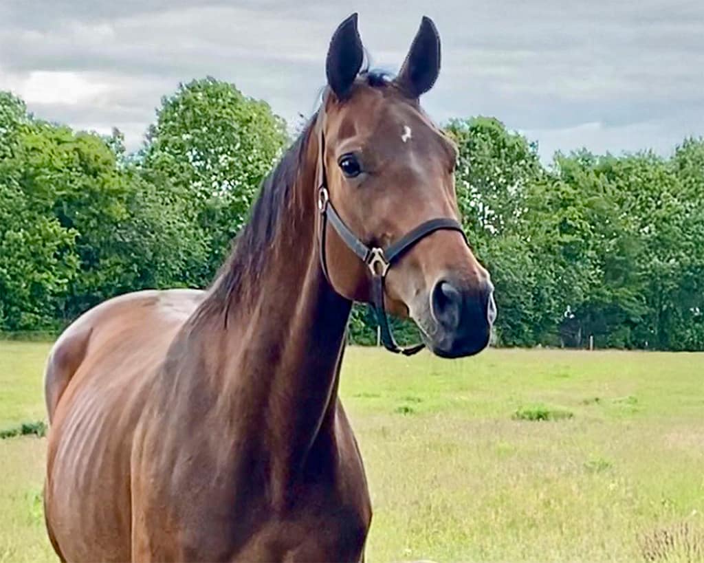 Aifa Ravnes‑Have – close‑up Danish Warmblood mare by Favorit Ask x A‑Dur (2011)
