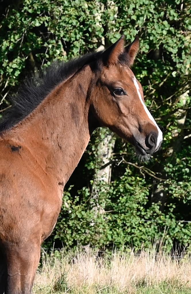 Chadino N – headshot colt by Chad Blue x Casalito (2025)