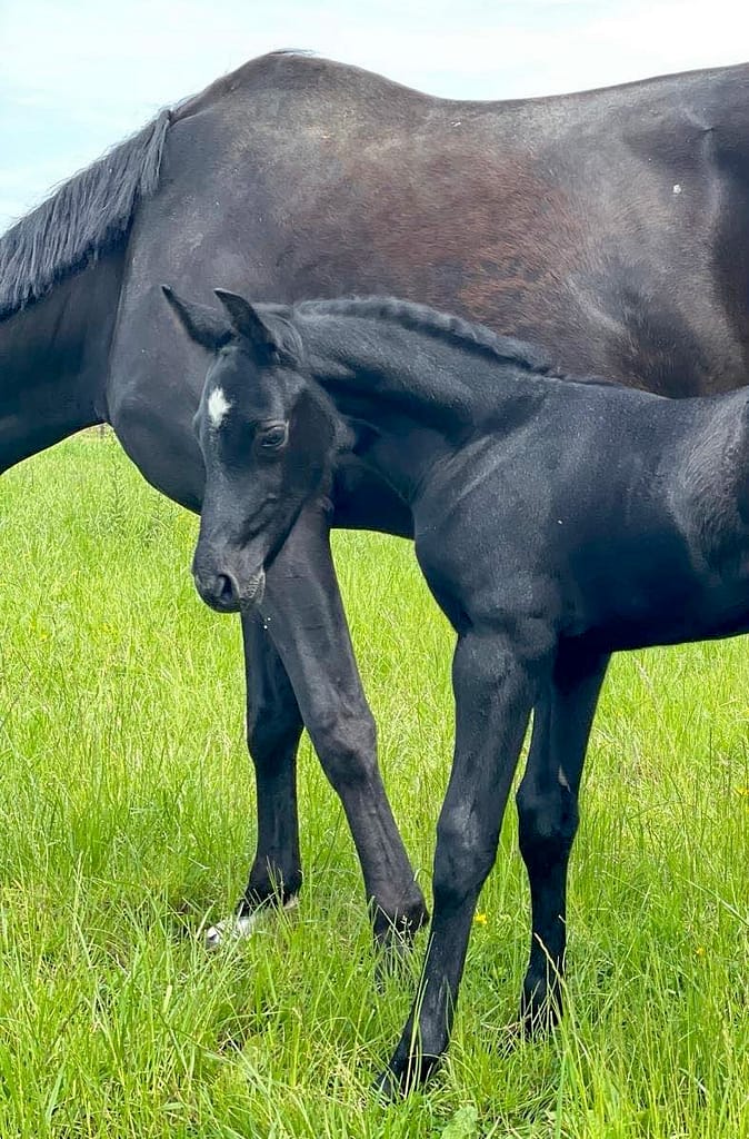 Coretto RAH – half body and headshot stallion by Cornet Obolensky x Casall (2024)