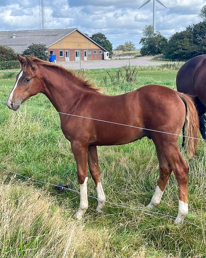 Dialino N – full body side view colt by Diablue x Chacco‑Lido (2025)