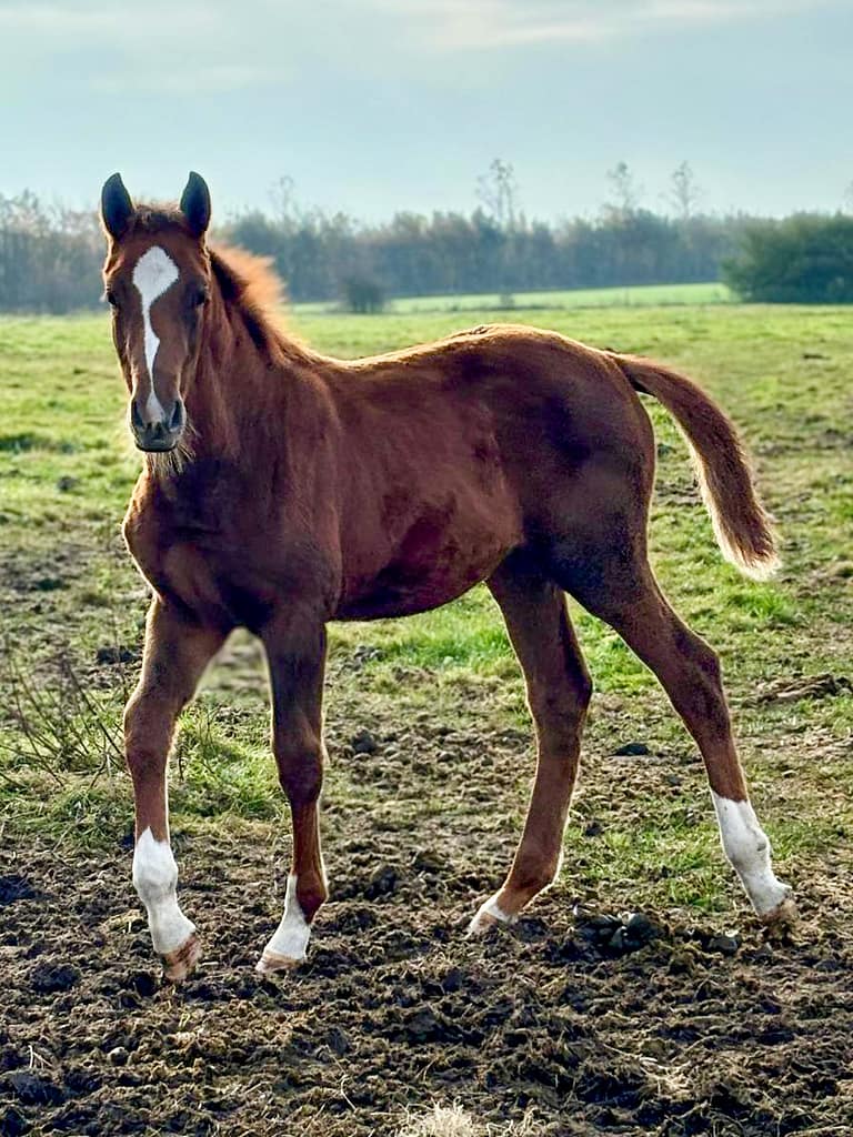 Chablina – full body filly by Chaccothage Blue x Kannan (2024) – image 1