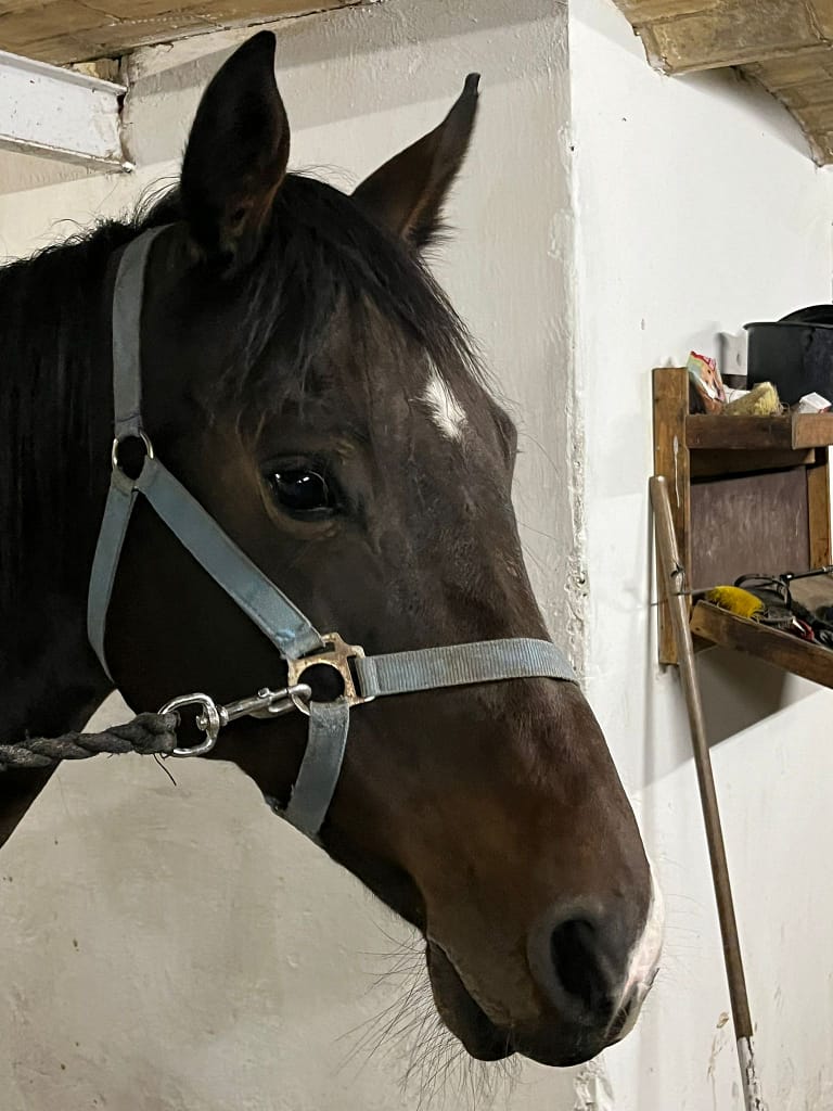Halina – headshot Holsteiner mare by Casalito x Lord Calidos (2015)