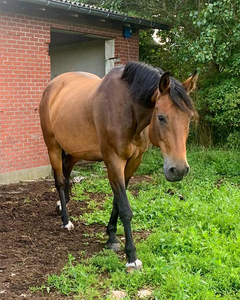 Conthalvara – close‑up full body Oldenburger mare by Conthargos x Calvaro (2012)