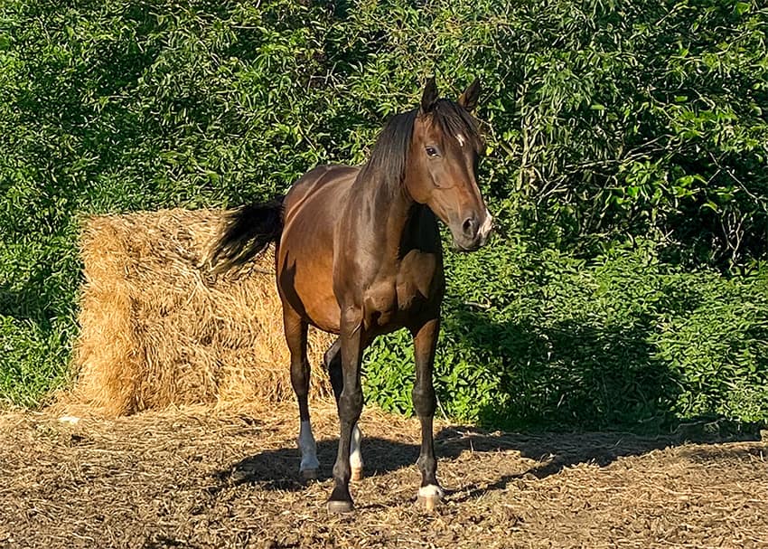 Halina – full body Holsteiner mare by Casalito x Lord Calidos (2015)