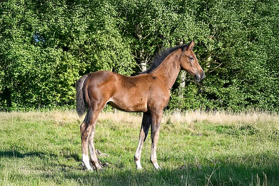 Chadino N – full body colt by Chad Blue x Casalito (2025)