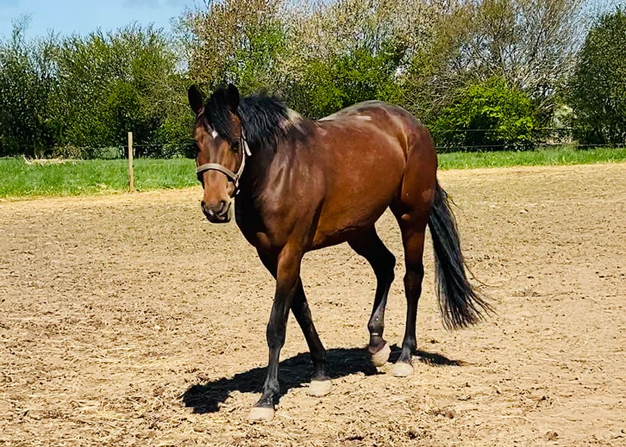 Chacco‑Lina – full body Danish Warmblood mare by Chacco‑Lido x Apollo (2014)