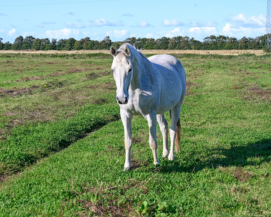 Chelsea ERDH – full body Holsteiner mare by Cormint x Corrado I (2013)