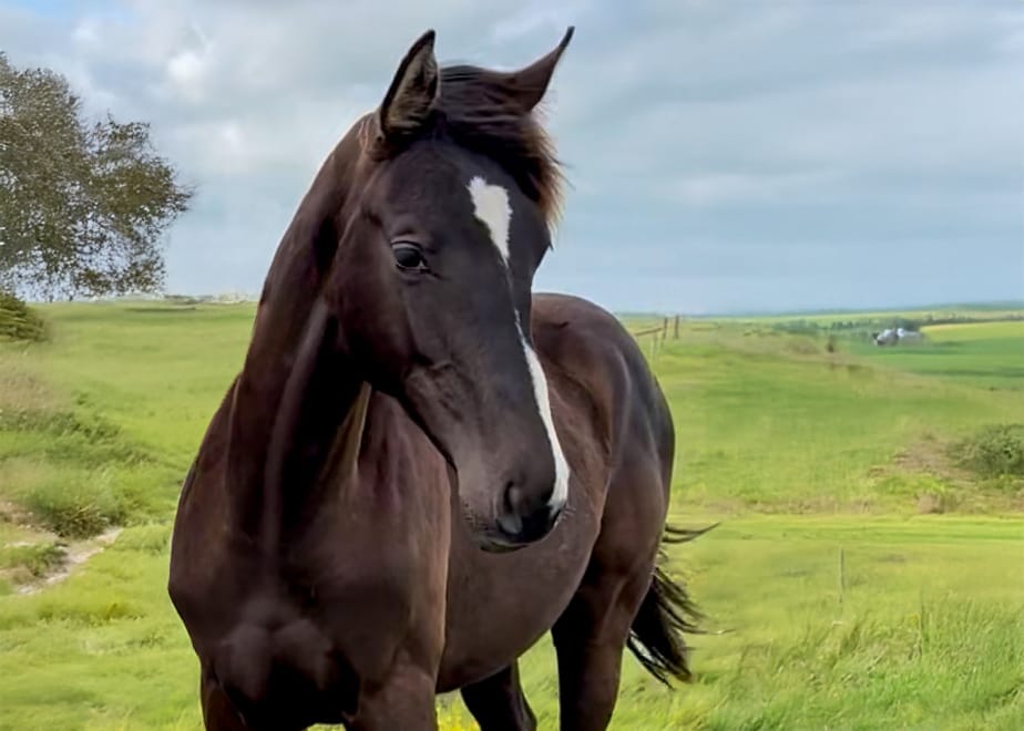 Chador – headshot stallion by Cador x Chacco‑Blue (2024)